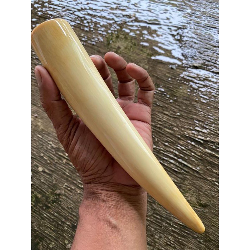 pipa gg | ga ding | pucuk lokal istimewa