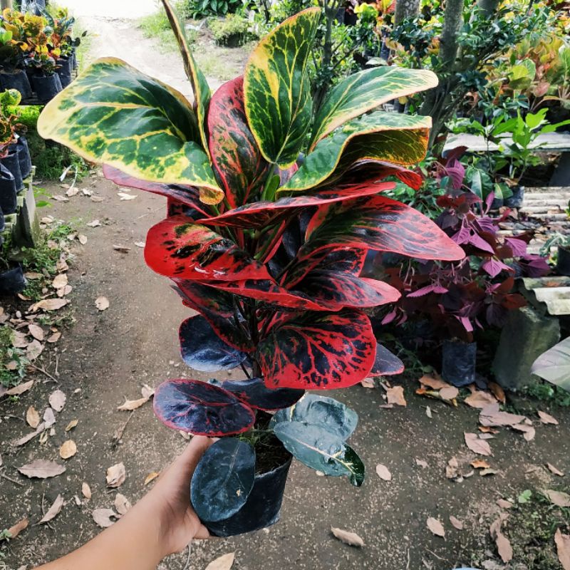 tanaman puring apel busarin