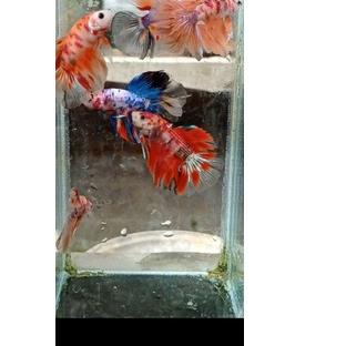 TERBARU  halfmoon multy , Nemo galaxy , koi galaxy , Nemo/koi ?