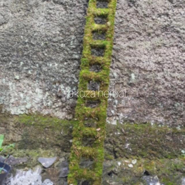 Panama Turus Tangga Sudah Di Kasih Lumut Panjang1M