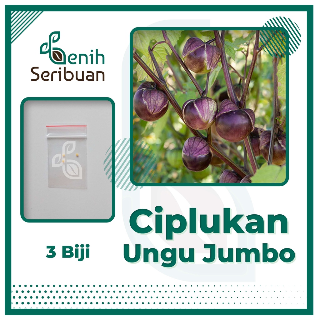 BS-BYL Benih Buah Bibit Tanaman Buah F1 Hibrida Unggul Anggur Strawberry Semangka Melon Labu Pepaya Jambu Blackberry Ciplukan Raspberry dll-CIPLUKAN UNGU JUMBO