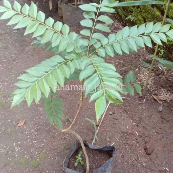 bibit daun salam koja /kari