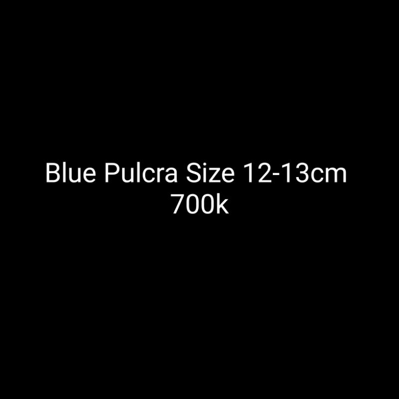 Blue pulcra siap kontes