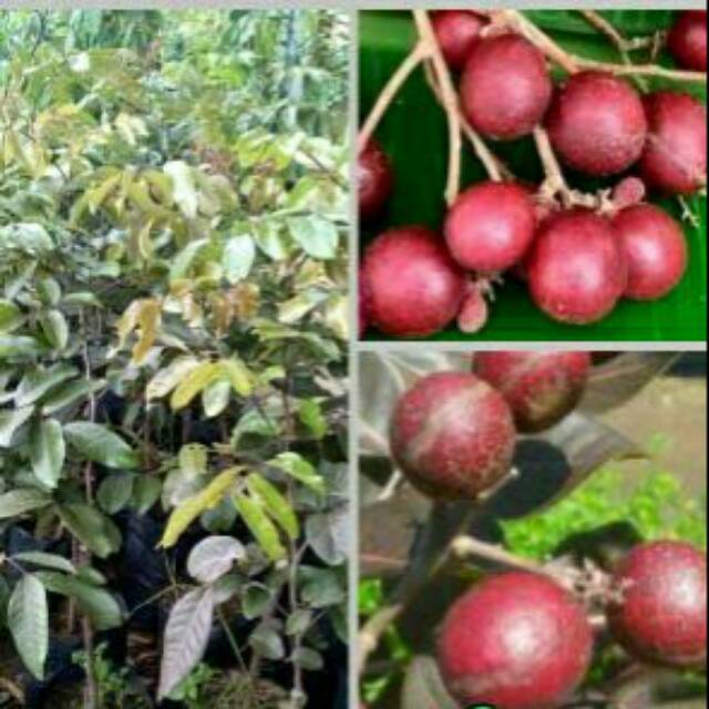 Bibit tanaman Kelengkeng merah pohon besar super tabulampor