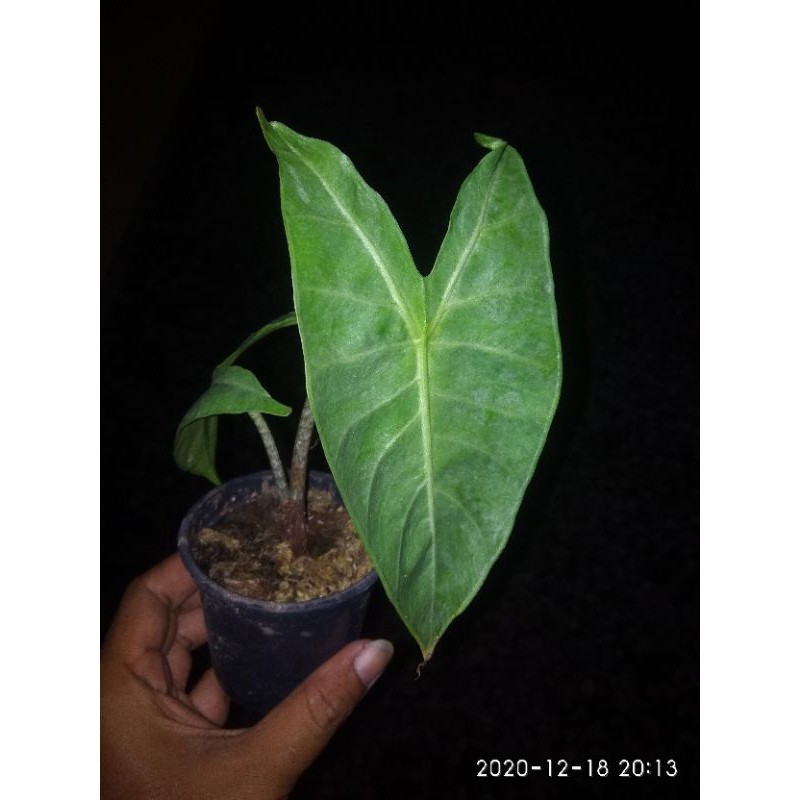 Alokasia Zebrina (s)