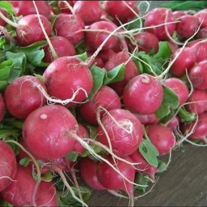 

Red radish