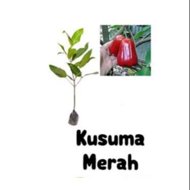 

jambu air kusuma merah