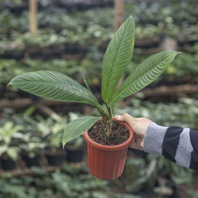 TANAMAN HIAS PHILODENDRON RINET