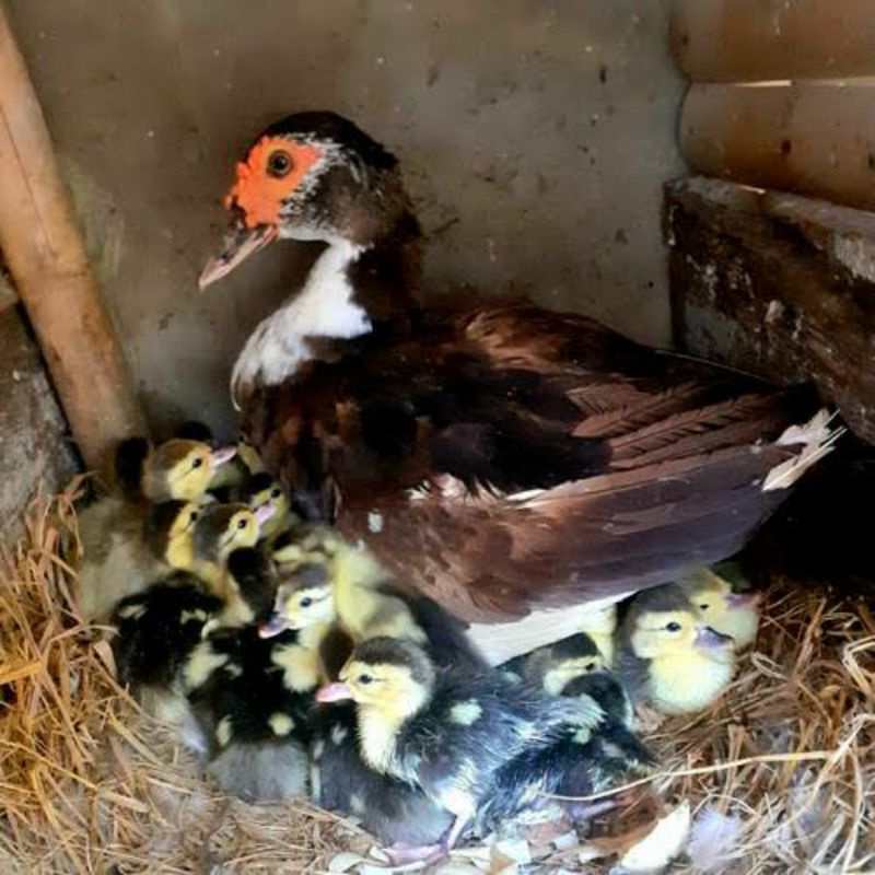 Dod, Doc Anak Entok, Tetesan Alami dari induk Berkualitas ,Murah meriah