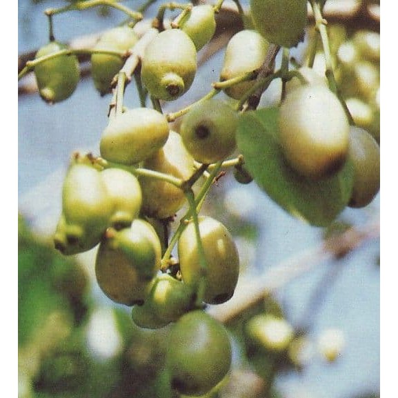 Tanaman Buah Juwet Putih