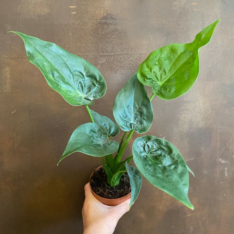 Tanaman hias Alokasia CUCULLATA / alocasia cuculata