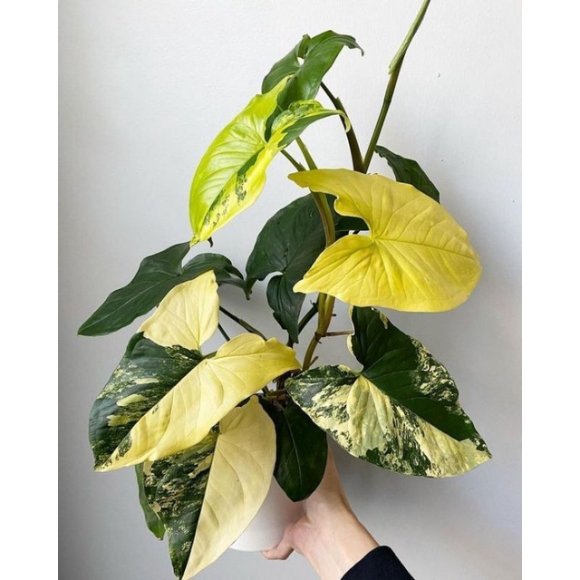 tanaman hias syngonium yellow variegated