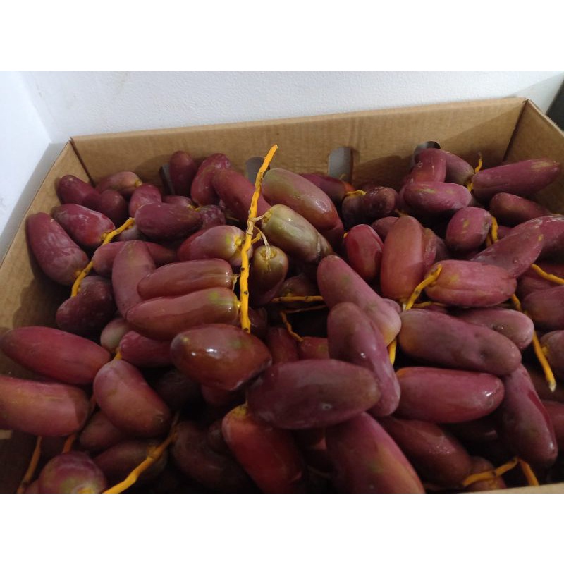 

kurma muda mesir
