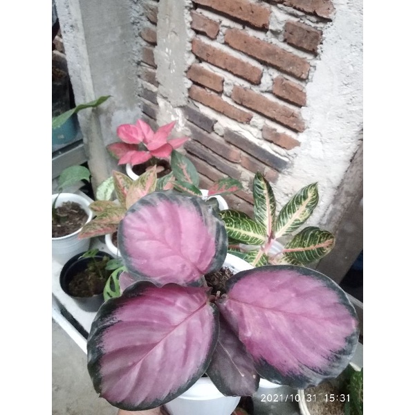 CALATHEA CRIMSON  Anakan