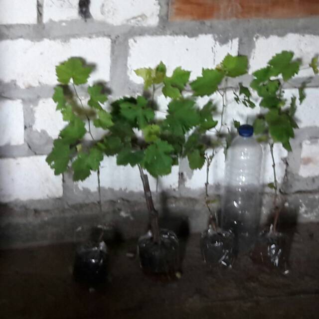 Bibit anggur impor