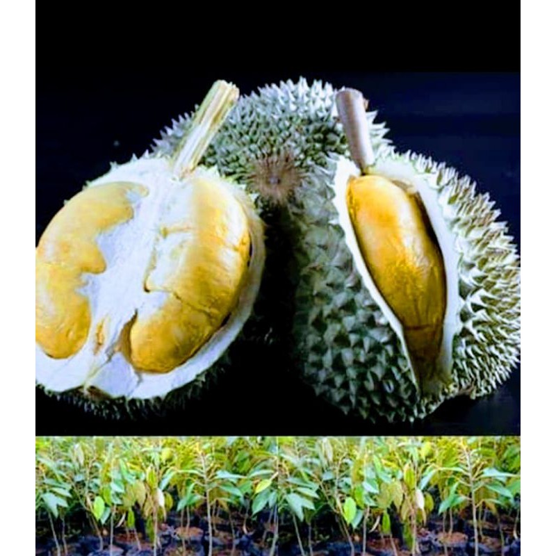 Bibit Durian Duri Hitam Okulasi