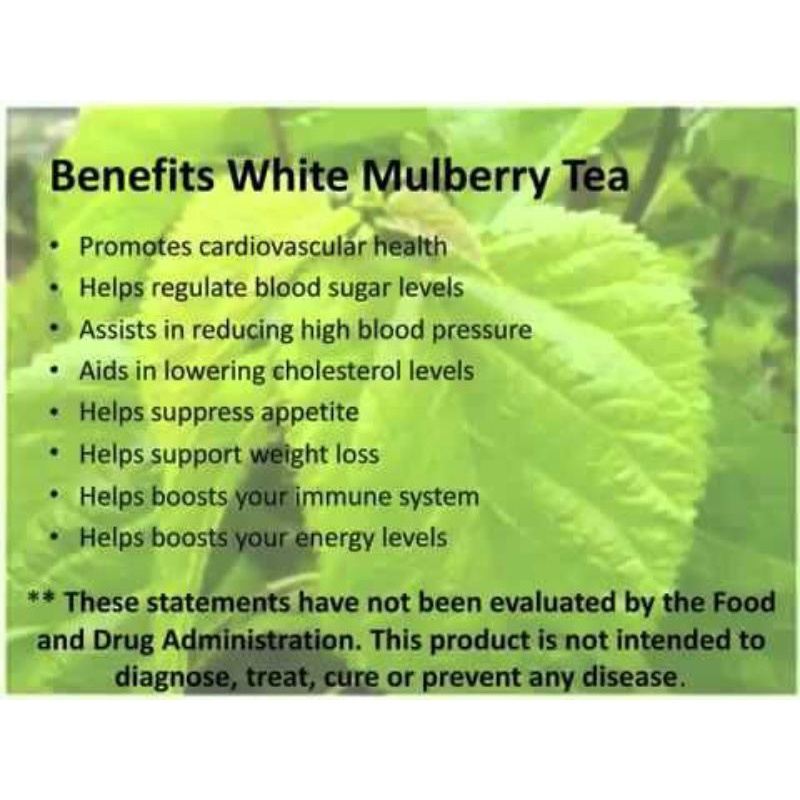 MULBERRY LEAF TEA : TEH DAUN MURBEI / CHINESSE MULBERRY ISI 30 TEA BAG