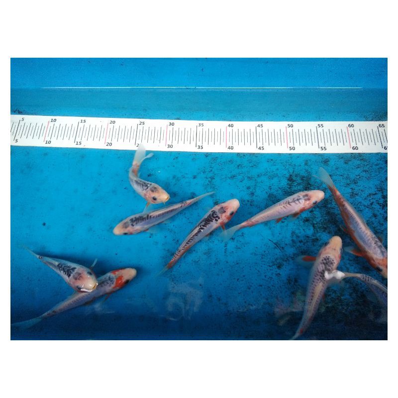 Ikan Koi Shusui Asagi Grade A