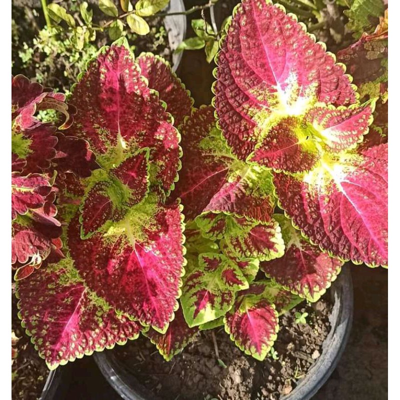 Miana Drupadi-Jantung Hati-Tanaman Hias Miana premium Berakar