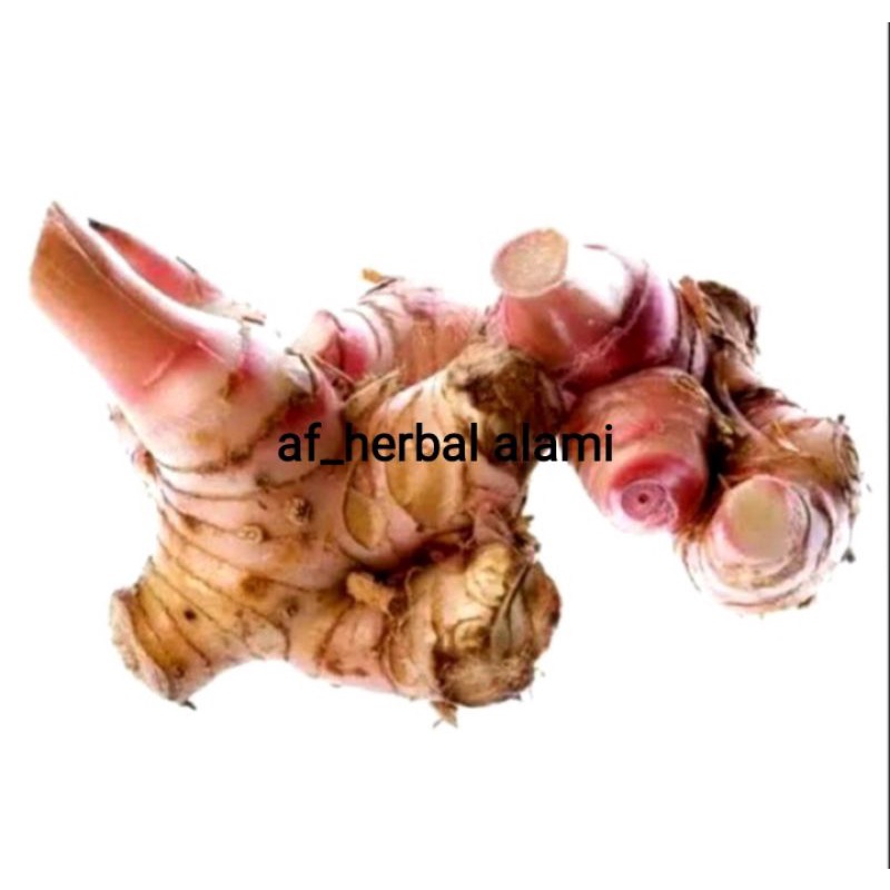 

Lengkuas/laja merah 500g
