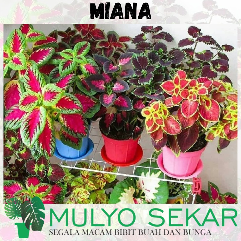 Paket Tanaman hias Bunga Miana Isi 10 Pohon (Warna Mix) - Coleus - Tanaman Hias daun Bunga Langka