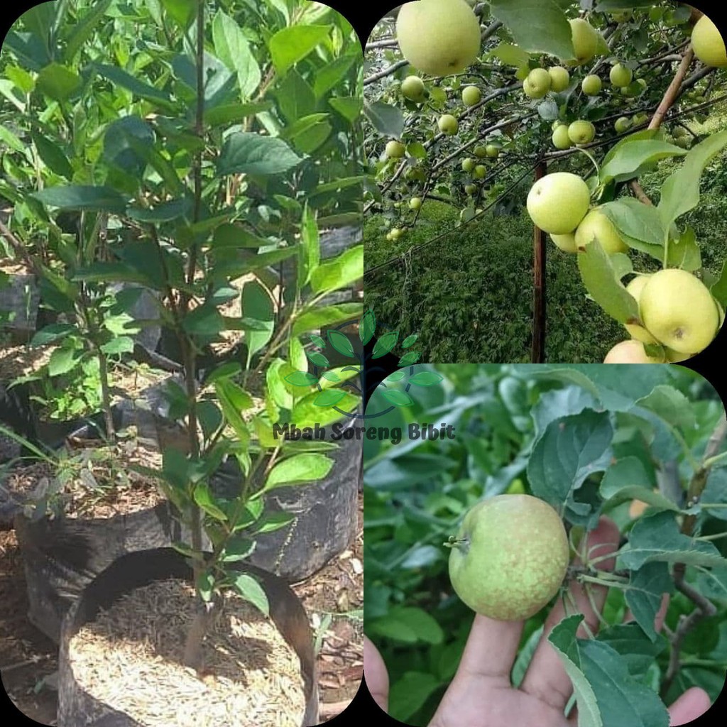 Bibit Apel Manalagi - Apel Malang Cangkok