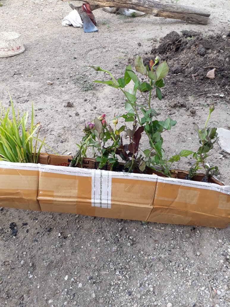 Tanaman Hias Sedap Malam