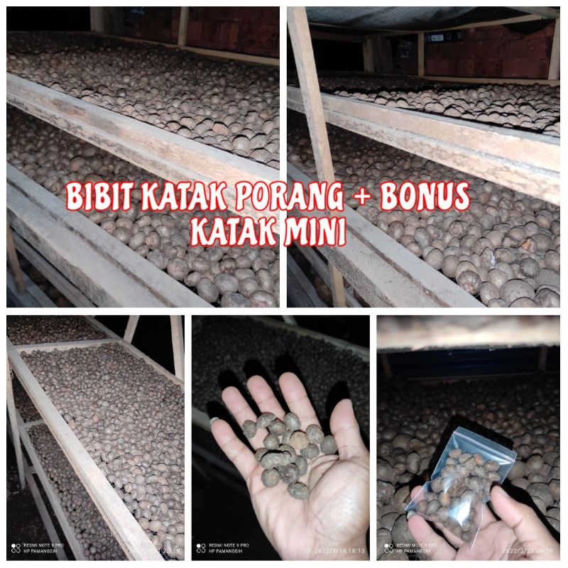 BIBIT KATAK PORANG + BONUS KATAK MINI