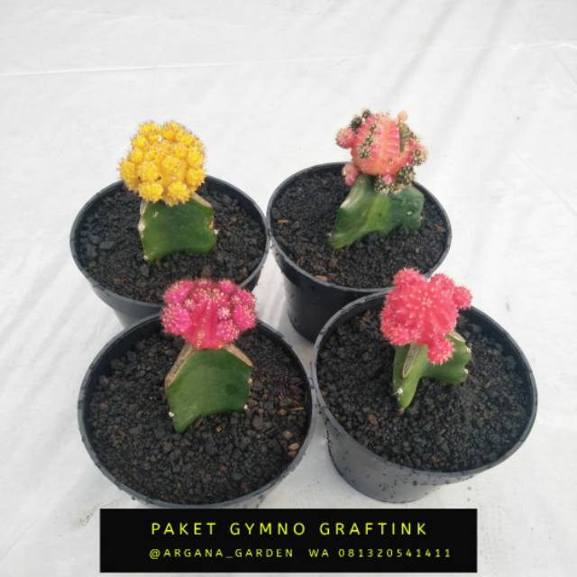 

Kaktus gymnocalysium colour import 4pcs