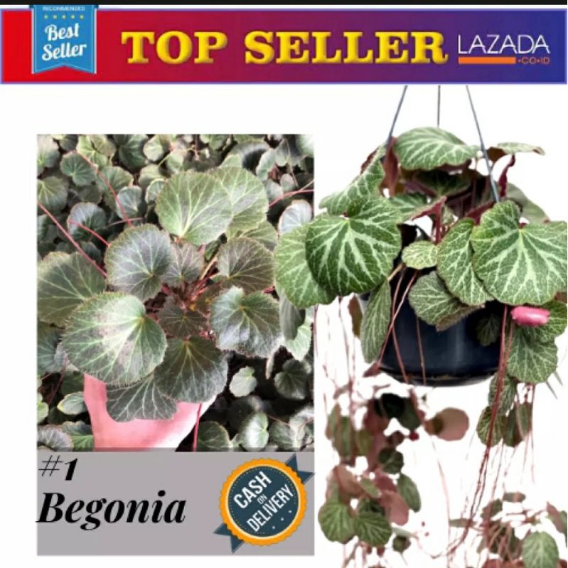 TANAMAN HIAS HIDUP BEGONIA STRAWBERRY