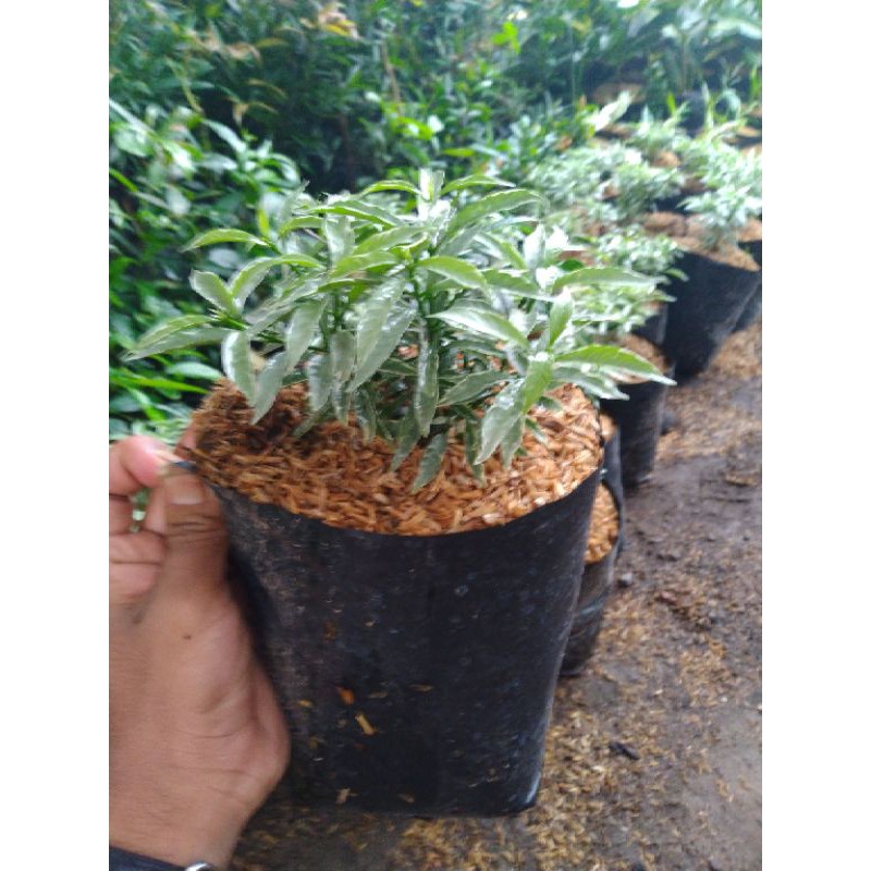 Bunga Rombusa Salju Tanaman Bunga Rombusa Salju Rombusa Hijau Murah Meriah Tanaman Hias Rombusa