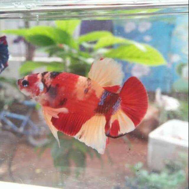 Cupang Koi Emerald Sepasang Siap Kawin Jantan Betina Male Female Siap Breed Shopee Indonesia