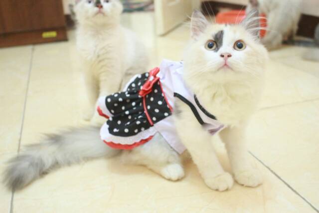 [Dress model terbaru] Dress hitam putih polkadot anime maid untuk kucing dan anjing size S M L XL