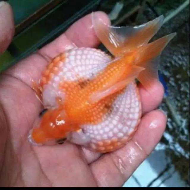 Jual Ikan Mas Koki Mutiara Sepasang Shopee Indonesia