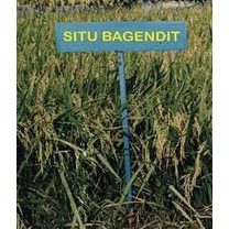 BENIH BIBIT PADI SITU BAGENDIT 5KG BERKUALITAS