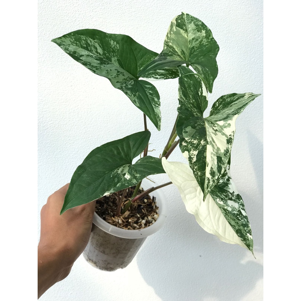 syngonium French Marble