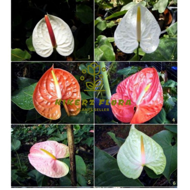 6 PAKET TANAMAN HIAS ANTHURIUM MICKEY MOUSE