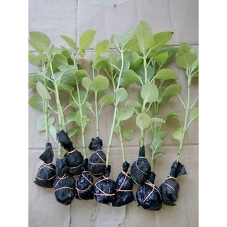 Jual Bibit Tanaman Jinten/Jintan Hitam (HERBAL) | Shopee Indonesia