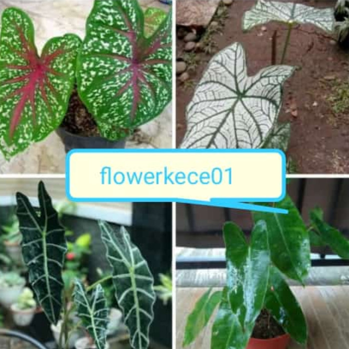 Jual Tanaman Hias Keladi 4 Macam Murah Keladi Lompong Indonesia Shopee Indonesia