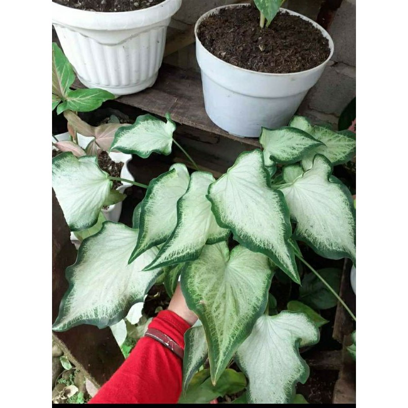 Caladium White Knight / Keladi tisu / Tanaman hias impor murah
