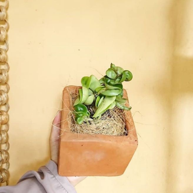 Tanaman hias Hoya Compacta - Hoya compacta / Tanaman hias gantung