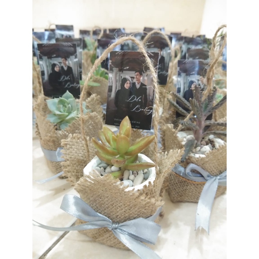 SOUVENIR KAKTUS SUKULEN MURAH MERIAH | SOUVENIR WEDDING | SOUVENIR NIKAH KAKTUS MURAH