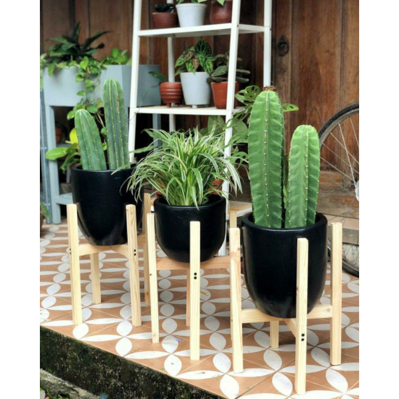 KAKTUS KOBOI  KAKTUS BELIMBING  Tanpa Duri