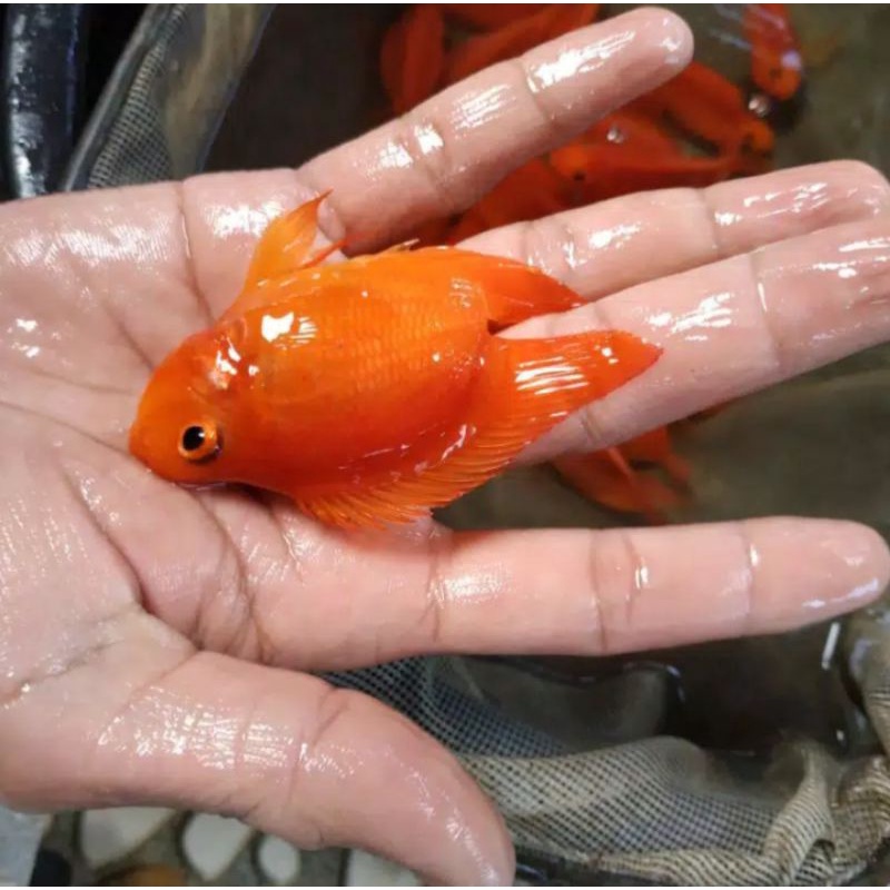 ikan parot /perot tanpa buntut/no tail parrot