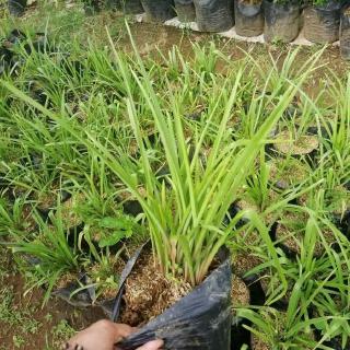 Tanaman hias bunga  sedap  malam  polianthes tuberosa 