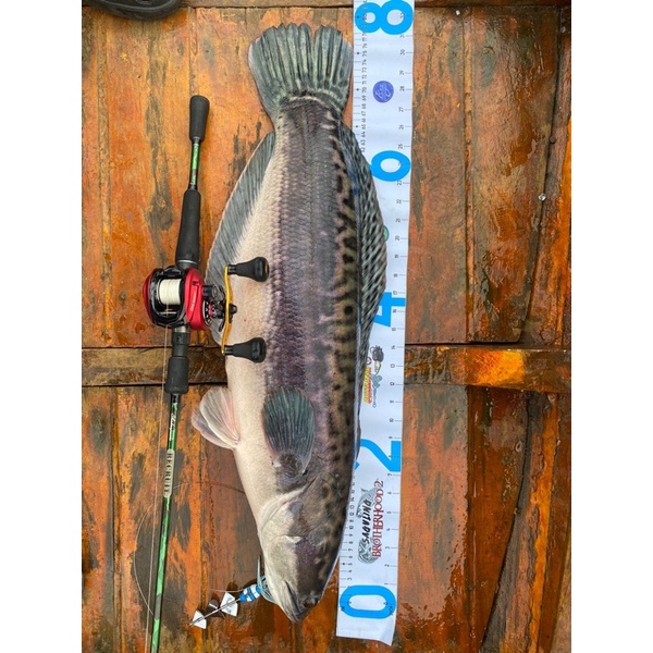 SHAKESPEARE RECRUIT CAMO JORAN SPINNING 622UL 662UL CASTING 602ML 632M 662MH