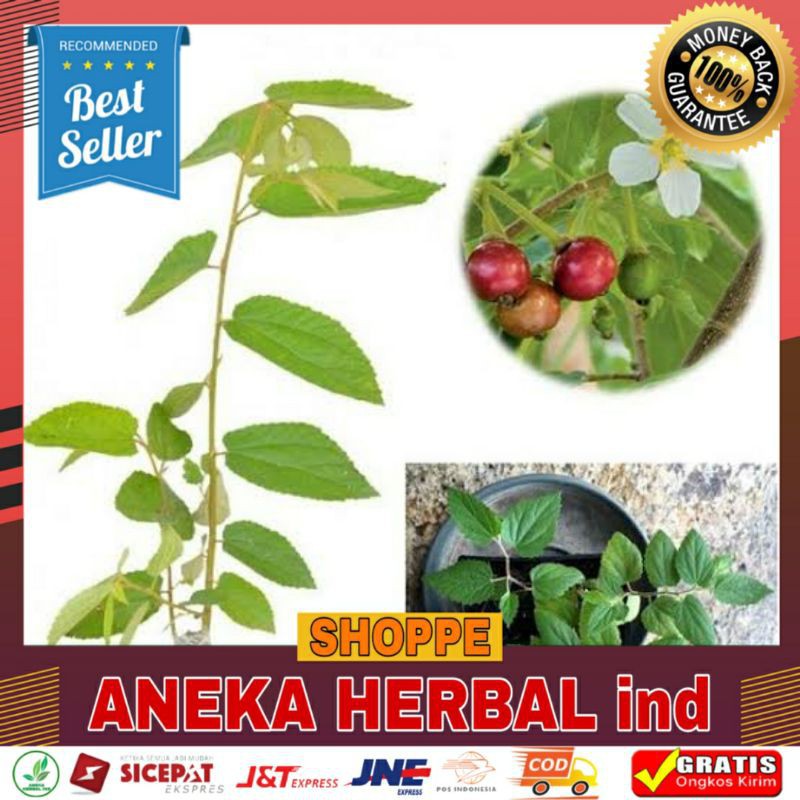 Bibit Pohon Buah Kersen - Bibit Buah Ceri Pohon