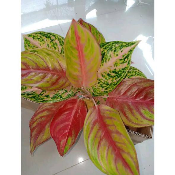 Fix (Bibit Bunga) Red Panama - Tanaman Hias Aglaonema Aglonema  Kualitas Super Dan Bagus