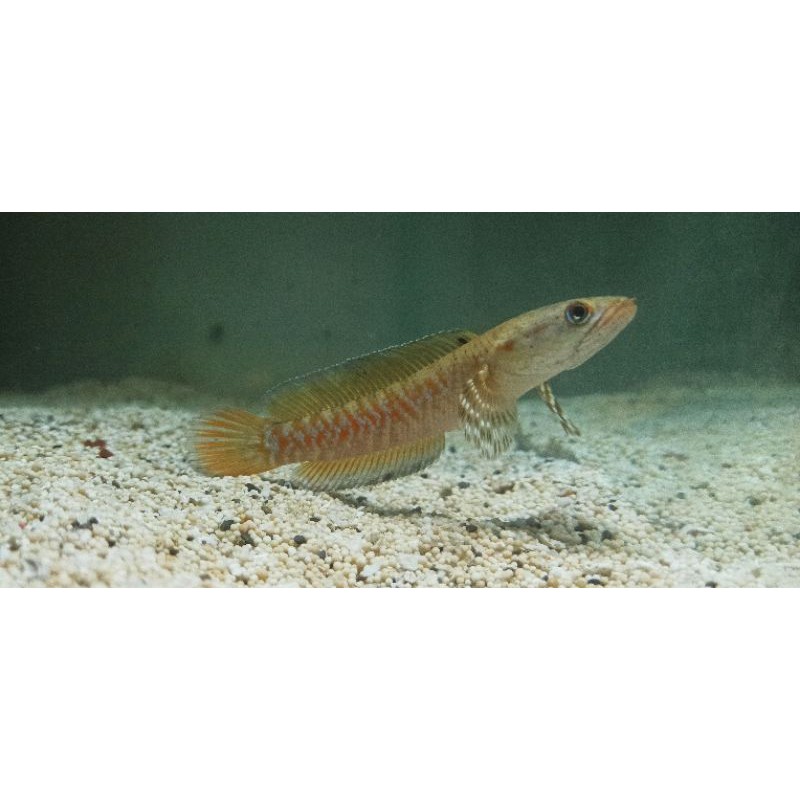 Channa Pulchra RedStrip CB Hiko 12-13cm