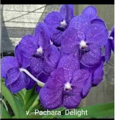 ANGGREK VANDA DEWASA PACHARA DELIGHT